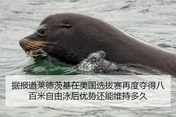 据报道莱德茨基在美国选拔赛再度夺得八百米自由泳后优势还能维持多久